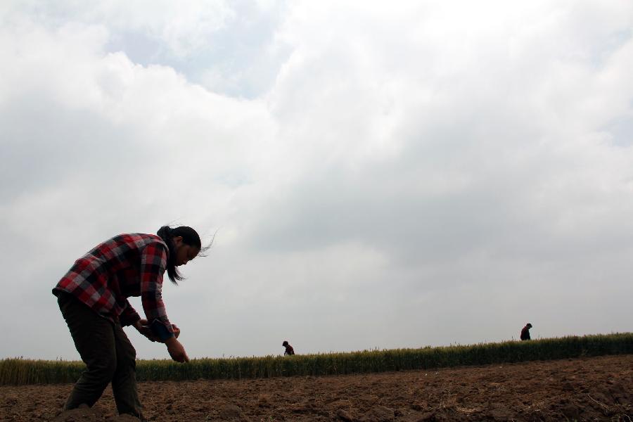 Farmers plant corn in the field in Chengguan Township of Neihuang County in Anyang City, central China's Henan Province, May 27, 2013. Farmers here take advantage of recent rainfalls to plant such crops as corn and peanuts. (Xinhua/Liu Xiaokun)