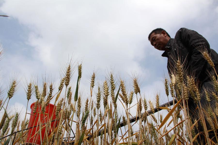 Farmers plant corn in the field in Chengguan Township of Neihuang County in Anyang City, central China's Henan Province, May 27, 2013. Farmers here take advantage of recent rainfalls to plant such crops as corn and peanuts. (Xinhua/Liu Xiaokun) 