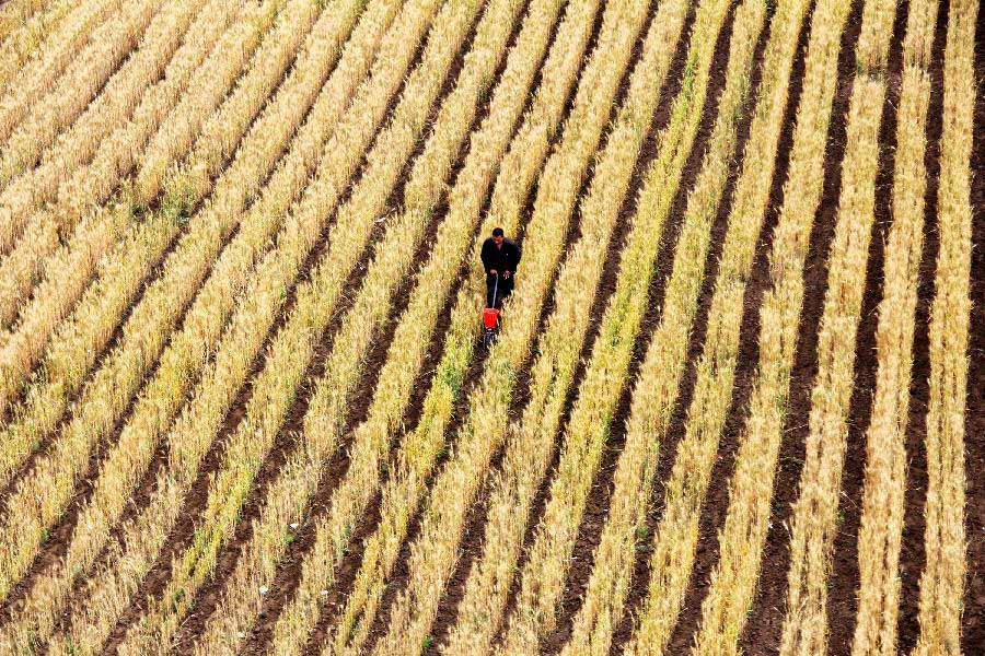 Farmers plant corn in the field in Chengguan Township of Neihuang County in Anyang City, central China's Henan Province, May 27, 2013. Farmers here take advantage of recent rainfalls to plant such crops as corn and peanuts. (Xinhua/Liu Xiaokun) 