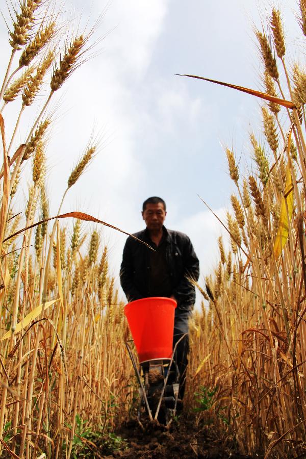 Farmers plant corn in the field in Chengguan Township of Neihuang County in Anyang City, central China's Henan Province, May 27, 2013. Farmers here take advantage of recent rainfalls to plant such crops as corn and peanuts. (Xinhua/Liu Xiaokun) 