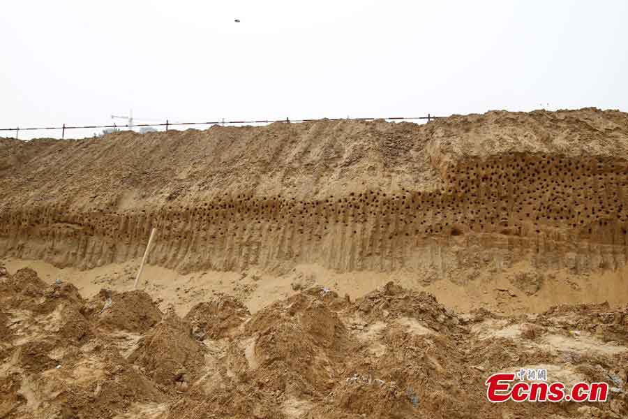 Holes are seen on sidewalls of a foundation pit at a construction site in Xinzheng, Central China's Henan Province, May 23, 2013. The holes were dug by nesting sand martins. Part of the work there has stopped to protect the unexpected guests. (CNS/Wang Zhongju)
