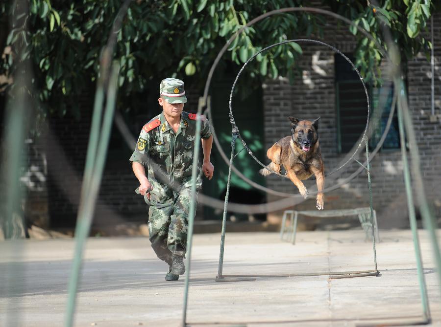 Lan Wu, a sniff dog handler, trains sniff dog "Jiang Hao" to jump over circles at Jiangqiao police dog training base in Ruili City of Dehong Dai-Jingpo Autonomous Prefecture, southwest China's Yunnan Province, May 26, 2013. Jiang Hao, a Belgian Malinois, has helped solving 68 drug cases since it came to the base in 2008. Jiangqiao police dog training base, which is under the administration of the local border frontier corps, has helped solving more than 400 cases since it was founded in 2003. (Xinhua/Qin Lang)