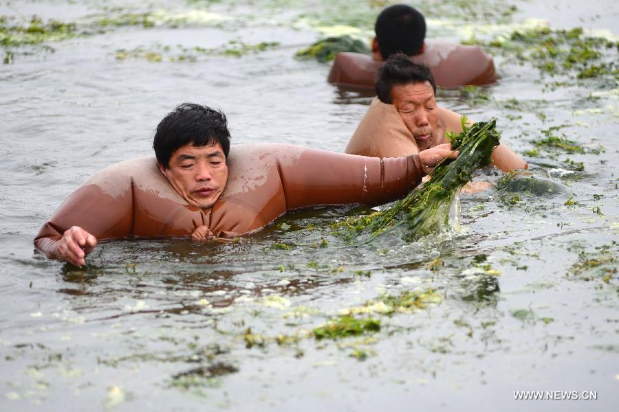 Members of the local water authority clear overgrown waterweeds to improve the environment of the Haihe River in Tianjin Municipality, north China, May 28, 2013. (Xinhua/Wang Xiaoming)