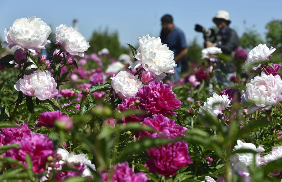 Shutterbugs take photos of peony flowers at Shengle Baiting park in Hohhot, capital of north China's Inner Mongolia Autonomous Region, May 29, 2013. Over 200,000 plants of peony flowers here have been in full bloom, attracting numbers of visitors. (Xinhua/Ren Junchuan) 