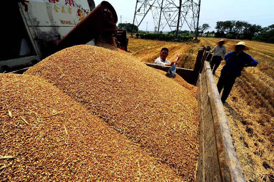 Farmers harvest wheat in a wheat field in Suzhou, east China's Jiangsu Province, May 29, 2013.(Xinhua/Zheng Jiang)