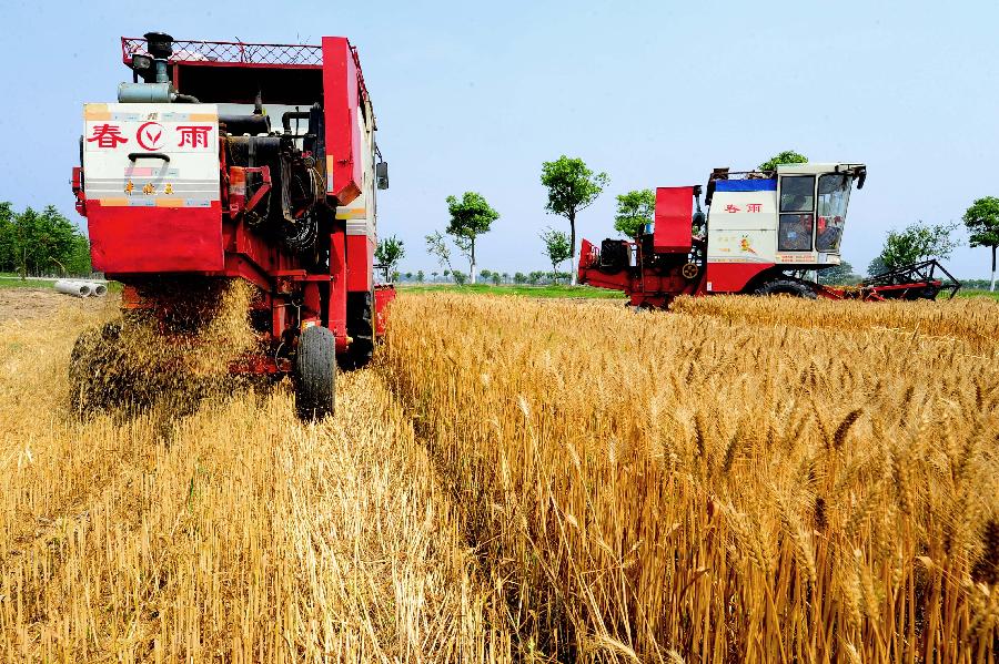 Photo taken on May 29, 2013 shows a reaper working in a wheat field in Suzhou, east China's Jiangsu Province. (Xinhua/Zheng Jiang) 