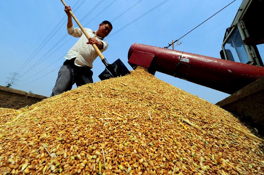 A farmer works with a thresher in Suzhou, east China's Jiangsu Province, May 29, 2013. (Xinhua/Zheng Jiang)