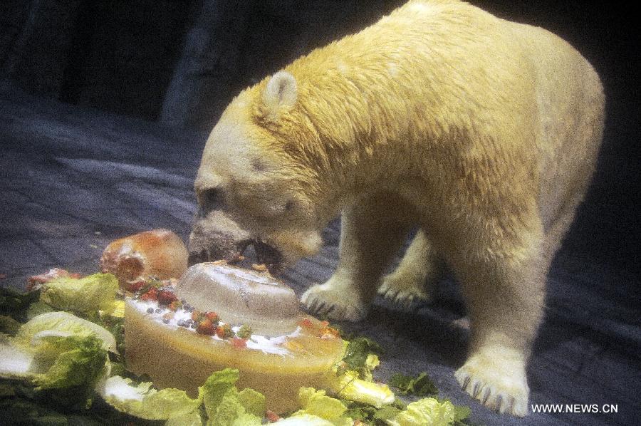 The locally bred polar bear Inuka eats its ice cake at the Singapore Zoo, May 29, 2013. The Singapore Zoo celebrated the moving of Inuka, the first polar bear born in the Singapore Zoo and the tropics, into its new enclosure by hosting a housewarming ceremony on Wednesday. (Xinhua/Then Chih Wey) 