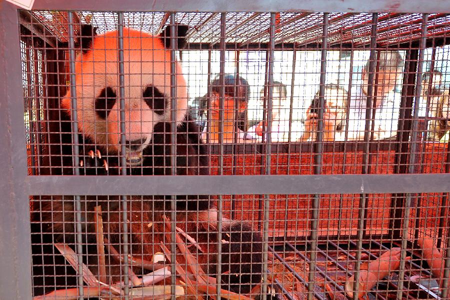 People greet a giant panda at Wusu International Airport in Taiyuan, capital of north China's Shanxi Province, May 30, 2013. The panda pair from the Bifengxia Panda Base in southwest China's Sichuan Province arrived in Taiyuan by airplane Thursday, starting their one-year sojourn at the Taiyuan Zoo. (Xinhua/Zhan Yan)