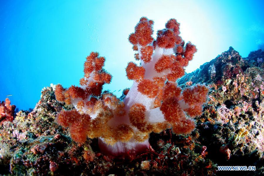 Photo taken on May 15, 2013 shows corals beside Triton Island which is part of the Xisha Island, in Sansha City, south China's Hainan Province. (Xinhua/Wu Lixin)