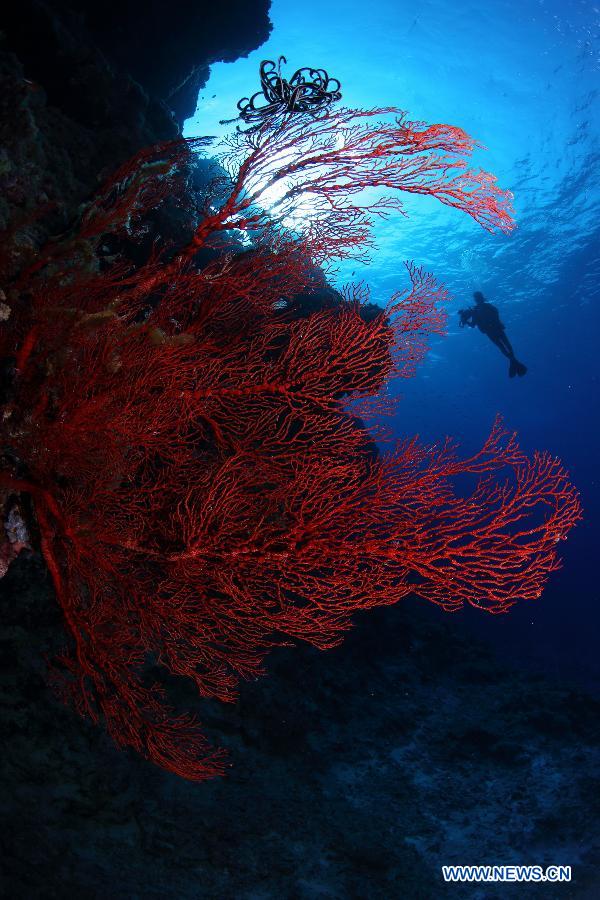 Photo taken on May 14, 2013 shows corals beside Yagong Island which is part of the Xisha Island, in Sansha City, south China's Hainan Province. (Xinhua/Wu Lixin)