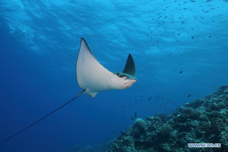 Photo taken on May 15, 2013 shows a manta ray beside Triton Island which is part of the Xisha Island, in Sansha City, south China's Hainan Province. (Xinhua/Wu Lixin)