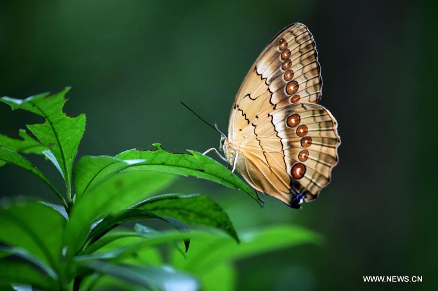 A butterfly stands on a leave at the Yangling National Park in Chongyi County, east China's Jiangxi Province, May 29, 2013. Chongyi County, located in southwest Jiangxi Province, is well-known for its high forest coverage rate, which reaches 88.3 percent, and its slower pace of life. (Xinhua/Tang Yanlan)