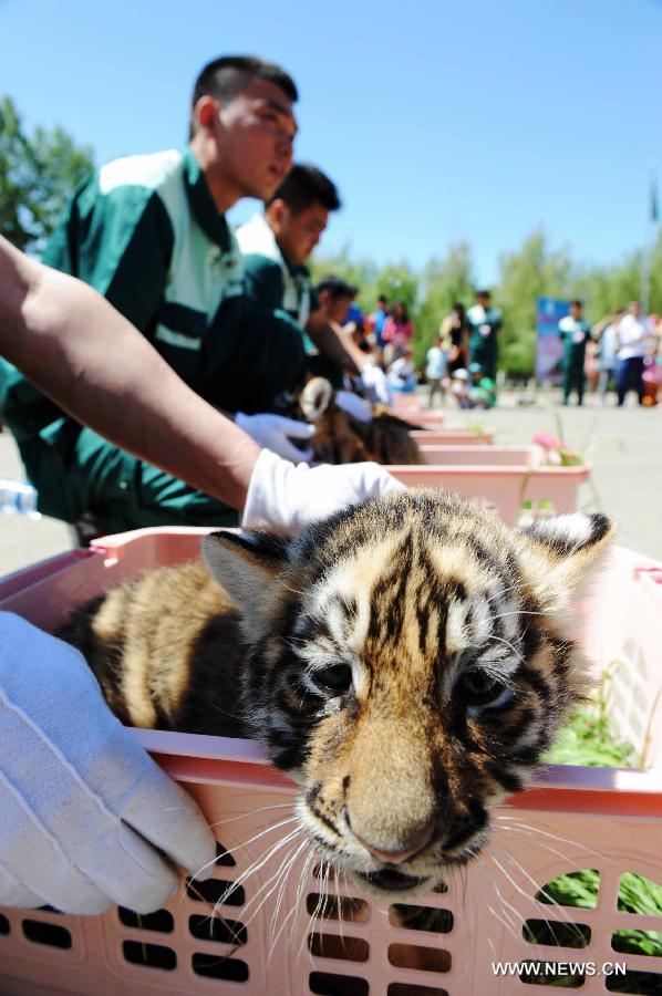 A Siberian tiger cub is seen at the Siberian Tiger Park, world's largest Siberian tiger artificial breeding base, in Harbin, capital of northeast China's Heilongjiang Province, June 2, 2013. Ten cubs born this year were taken under patronage at an event held by the park Sunday. (Xinhua/Wang Jianwei)