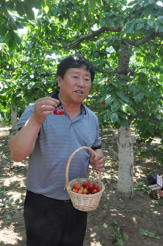 An expert on cherry cultivation explains how to choose and pick ripe cherries. (People’s Daily Online/Wang Jinxue)