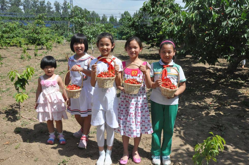 Students come here to pick cherries to celebrate their festival. (People’s Daily Online/Wang Jinxue)