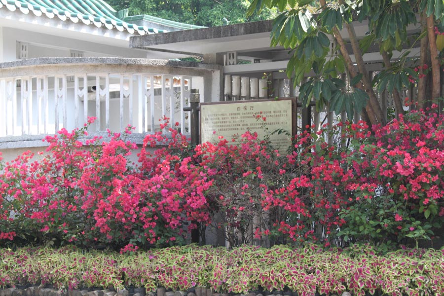 Located in Wanshi Mountain in Xiamen, Xiamen Botanical Garden is commonly known as the Wanshi Botanical Garden. Now the botanical garden grows more than 5,300 species of tropic and subtropical ornamental plants, and consists of 29 special plant gardens, each having its own unique characteristics. It is a tourist attraction with a long-lasting reputation in Fujian Province. (China.org.cn)