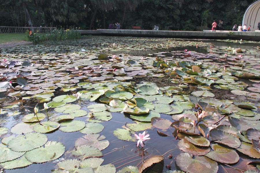 Located in Wanshi Mountain in Xiamen, Xiamen Botanical Garden is commonly known as the Wanshi Botanical Garden. Now the botanical garden grows more than 5,300 species of tropic and subtropical ornamental plants, and consists of 29 special plant gardens, each having its own unique characteristics. It is a tourist attraction with a long-lasting reputation in Fujian Province. (China.org.cn)