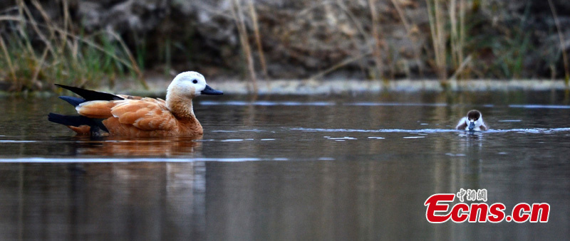 Birds are seen in Bayanblak Wetlands in Hejing County, Northwest China's Xinjiang Uygur Autonomous Region. (Photo/ CNS)