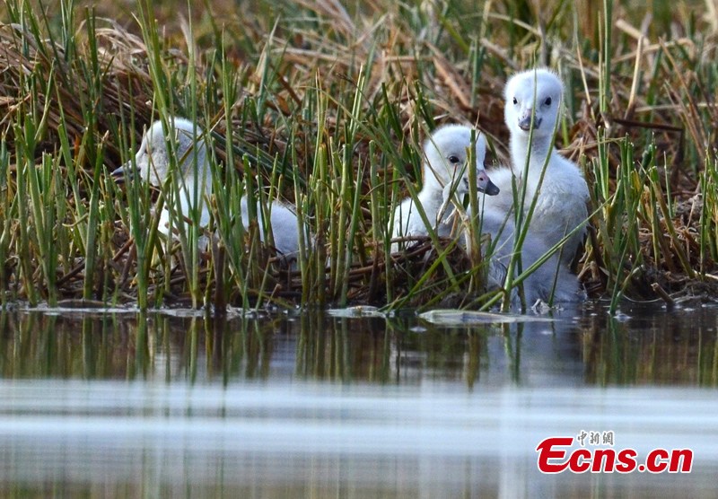 Birds are seen in Bayanblak Wetlands in Hejing County, Northwest China's Xinjiang Uygur Autonomous Region. (Photo/ CNS)