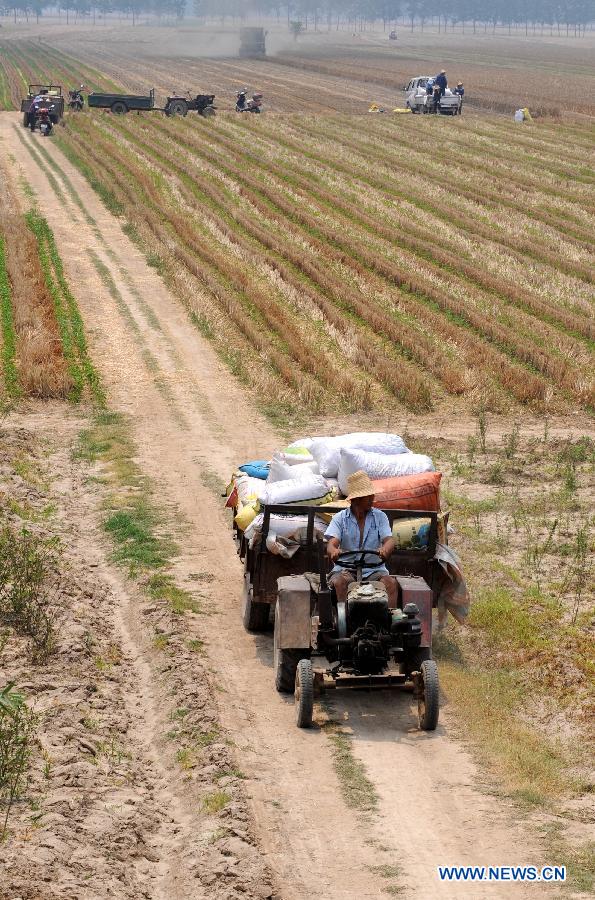 A farmer transports of bags of wheat harvested from a field in Xiaokonglou Village, Huaiyang County, in Zhoukou, central China's Henan Province, June 5, 2013. The day of June 5 this year marks the day of "Mangzhong", or "Grain in Ear", literally meaning the maturity of crops, which is the ninth of the 24 solar terms on Chinese Lunar Calendar. (Xinhua/Li Bo) 