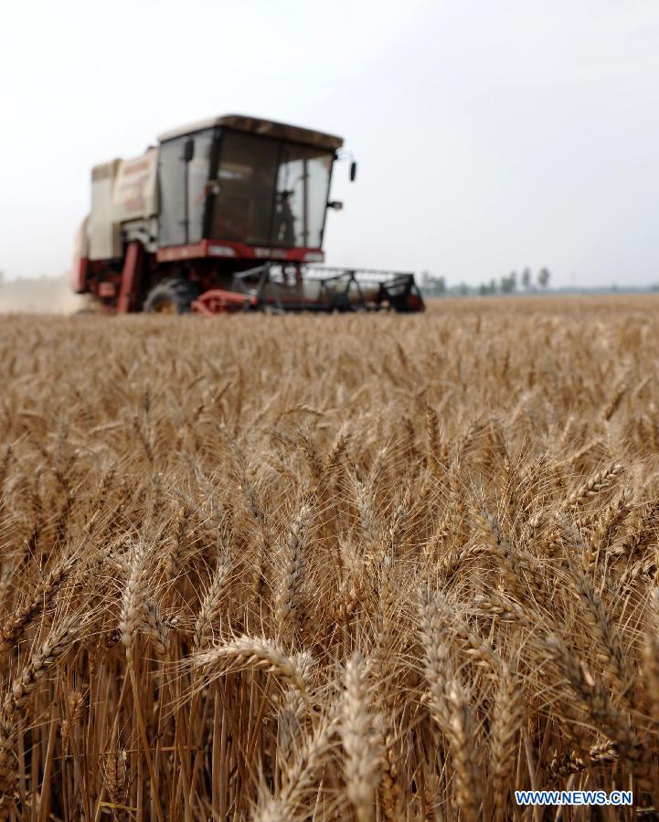 Combine harvesters crop wheat in a field in Xiaokonglou Village, Huaiyang County, in Zhoukou, central China's Henan Province, June 5, 2013. The day of June 5 this year marks the day of "Mangzhong", or "Grain in Ear", literally meaning the maturity of crops, which is the ninth of the 24 solar terms on Chinese Lunar Calendar. (Xinhua/Li Bo)