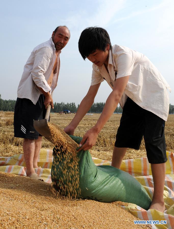 Farmers pack wheat in a field in Xiaokonglou Village, Huaiyang County, in Zhoukou, central China's Henan Province, June 5, 2013. The day of June 5 this year marks the day of "Mangzhong", or "Grain in Ear", literally meaning the maturity of crops, which is the ninth of the 24 solar terms on Chinese Lunar Calendar. (Xinhua/Li Bo) 