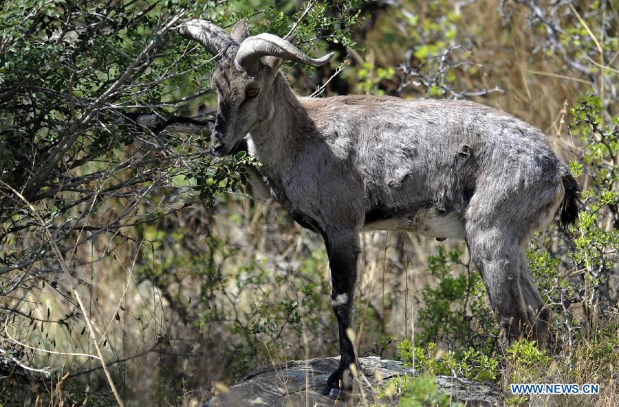 A blue sheep is seen in the Helan mountain area in northwest China's Ningxia Hui Autonomous Region, May 30, 2013. Helan mountain area has become world's heaviest inhabited area for blue sheep as the number reached over 20,000 currently due to enhanced wildlife reservation. (Xinhua/Li Ran)