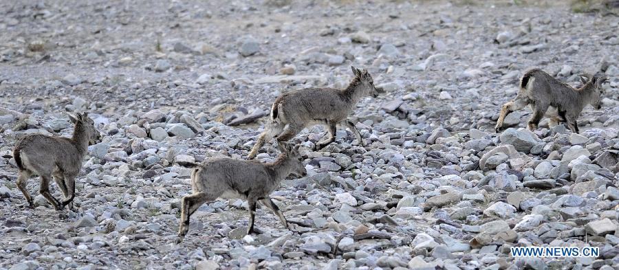 Blue sheep run in the Helan mountain area in northwest China's Ningxia Hui Autonomous Region, May 29, 2013. Helan mountain area has become world's heaviest inhabited area for blue sheep as the number reached over 20,000 currently due to enhanced wildlife reservation. (Xinhua/Li Ran) 