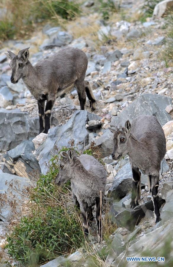 Blue sheep look on in the Helan mountain area in northwest China's Ningxia Hui Autonomous Region, May 29, 2013. Helan mountain area has become world's heaviest inhabited area for blue sheep as the number reached over 20,000 currently due to enhanced wildlife reservation. (Xinhua/Li Ran) 