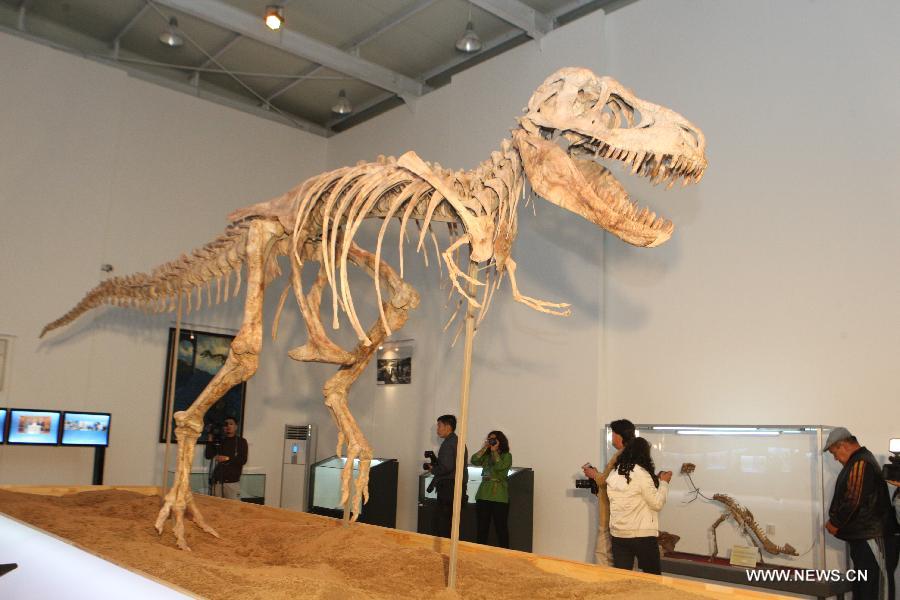 The skeleton of a Tyrannosaurs is displayed in Ulan Bator, Mongolia, June 8, 2013. The 2.4 meters high and 7.3 meters long Tyrannosaurs' skeleton that was returned from the United States is displayed to the public in Ulan Bator. (Xinhua/Shi Yongchun)