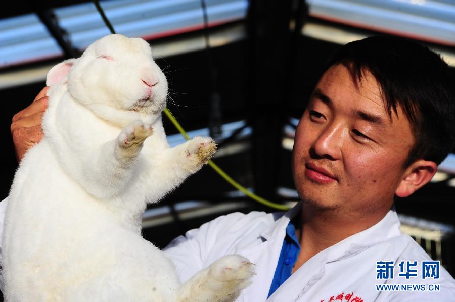 Yang shows a rex rabbit he bred. Photo taken on June 1, 2013. (Xinhua/Yang Shoude) 