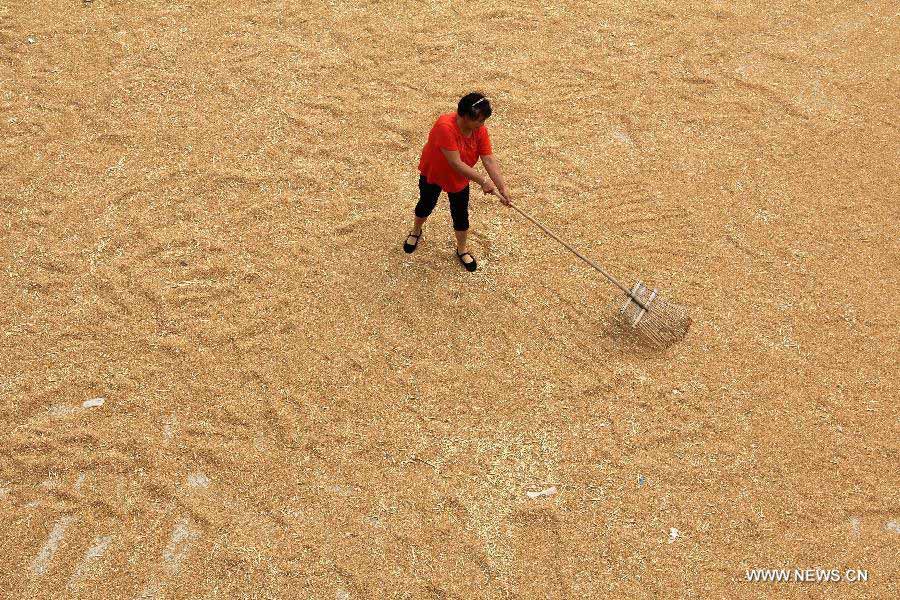 A farmer dries wheat in Chengguan Town, Anyang City, central China's Henan Province, June 9, 2013. According to the Ministry of Agriculture, China has harvested 210 million mu (about 14 million hectares) of winter wheat, which accounts for more than 60 percent of the total. (Xinhua/Liu Xiaokun) 