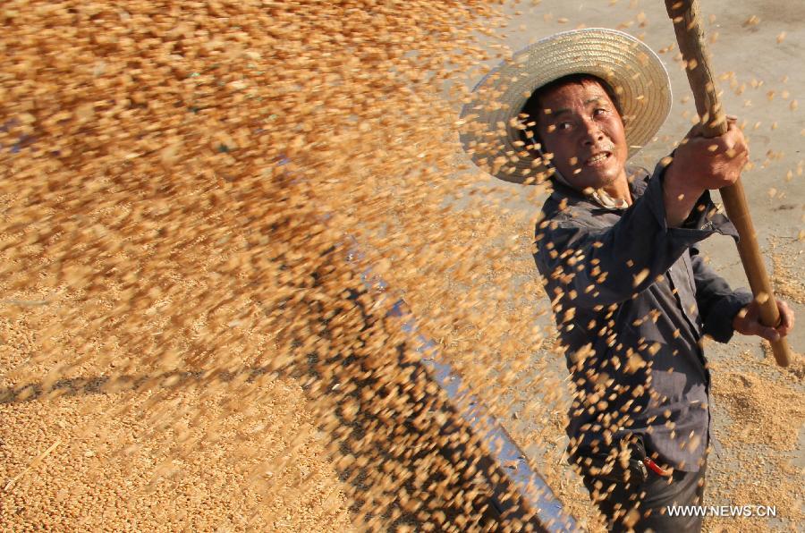 Farmer Fang Hongxi packs the truck with dried wheat in Zhangzhuang Village, Jiaozuo City, central China's Henan Province, June 12, 2013. According to the Ministry of Agriculture, China has harvested 210 million mu (about 14 million hectares) of winter wheat, which accounts for more than 60 percent of the total. (Xinhua/Feng Xiaomin)