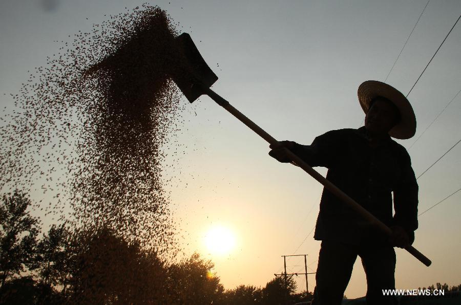 Farmer Fang Hongxi packs the truck with dried wheat in Zhangzhuang village, Jiaozuo city, Central China's Henan province, June 12, 2013. According to the Ministry of Agriculture, China has harvested 210 million mu (about 14 million hectares) of winter wheat, which accounts for more than 60 percent of the total. [Photo/Xinhua]