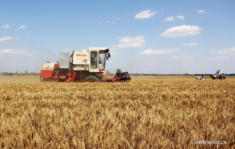 A reaper harvests wheat in farmland in Chengguan town, Anyang city, Central China's Henan province, June 11, 2013. According to the Ministry of Agriculture, China has harvested 210 million mu (about 14 million hectares) of winter wheat, which accounts for more than 60 percent of the total. [Photo/Xinhua]