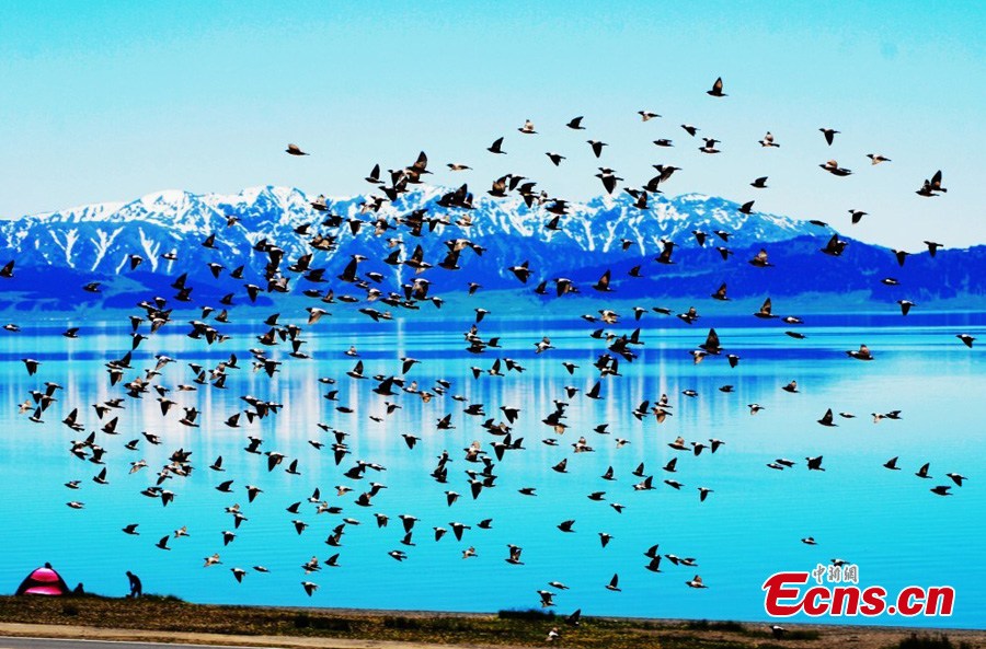 Birds enjoy summer on the Sayram Lake in Bortala Prefecture, Urumqi, Northwest China's Xinjiang Uygur Autonomous Region in June. (CNS/Sun Mingliang)