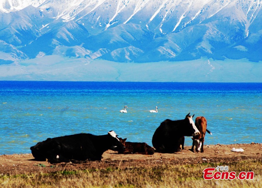 Birds enjoy summer on the Sayram Lake in Bortala Prefecture, Urumqi, Northwest China's Xinjiang Uygur Autonomous Region in June. (CNS/Sun Mingliang)