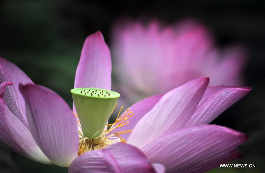 A lotus flower blossoms at the Taipei Botanical Garden in Taipei, southeast China's Taiwan, June 15, 2013. (Xinhua/Wu Ching-teng) 