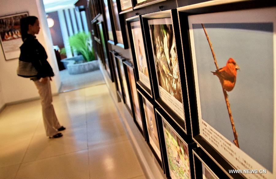 A visitor views pictures at a gallery in Baotou of north China's Inner Mongolia Autonomous Region, June 16, 2013. A gallery showing birds-related photos witnessed a lot of visitors here on Sunday. (Xinhua/Zhao Tingting) 