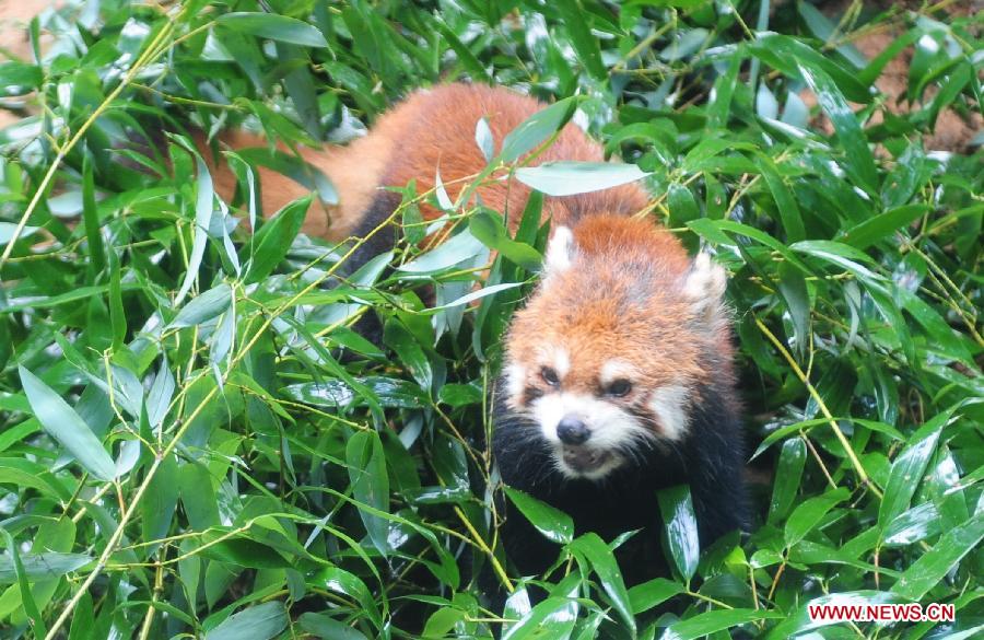 One of a triplet red pandas (ailurus fulgens) is seen at the Panda World in Fuzhou, capital of southeast China's Fujian Province, June 16, 2013. Fujian announced Sunday at the Fifth Straits Forum that the triplet, born at the Panda World, will be donated to the Taipei Zoo in southeast China's Taiwan to promote cross-Taiwan-Strait cooperation of wild animals breeding. (Xinhua/Lin Shanchuan)