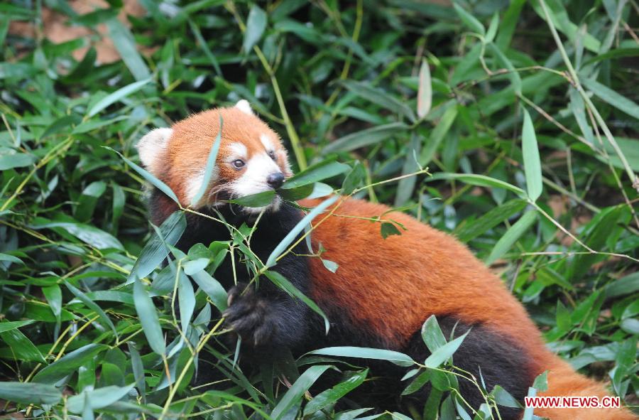 One of a triplet red pandas (ailurus fulgens) is seen at the Panda World in Fuzhou, capital of southeast China's Fujian Province, June 16, 2013. Fujian announced Sunday at the Fifth Straits Forum that the triplet, born at the Panda World, will be donated to the Taipei Zoo in southeast China's Taiwan to promote cross-Taiwan-Strait cooperation of wild animals breeding. (Xinhua/Lin Shanchuan)