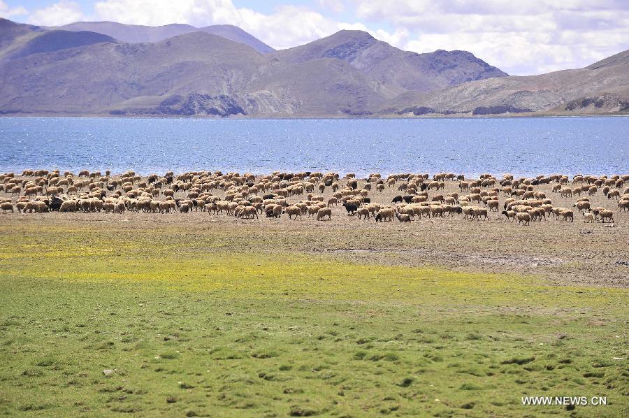 Photo taken on June 16, 2013 shows the scenery of the Yamzhog Yumco Lake in Shannan Prefecture, southwest China's Tibet Autonomous Region. (Xinhua/Liu Kun)