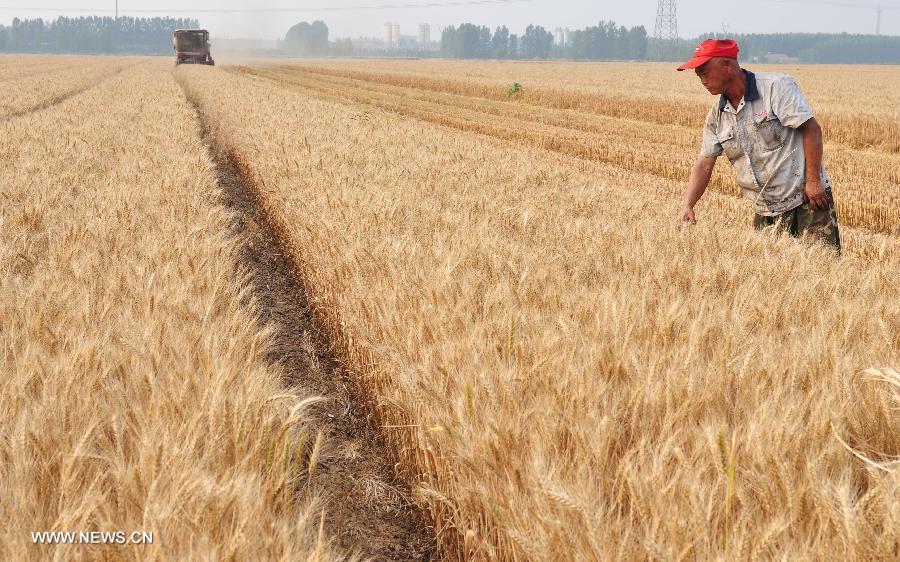 Wang Zongpeng, a farmer of the Dongbai Village, checks the wheat to be harvested in farmland in Zouping County, east China's Shandong Province, June 16, 2013. Benefiting from the land transfer policy, Wang grew 219 mu (about 14.67 hectares) of wheat field in 2012. Due to the scale effect, his yearly net income is expected to reach about 100,000 yuan (16320 dollars) this year. (Xinhua/Dong Naide)