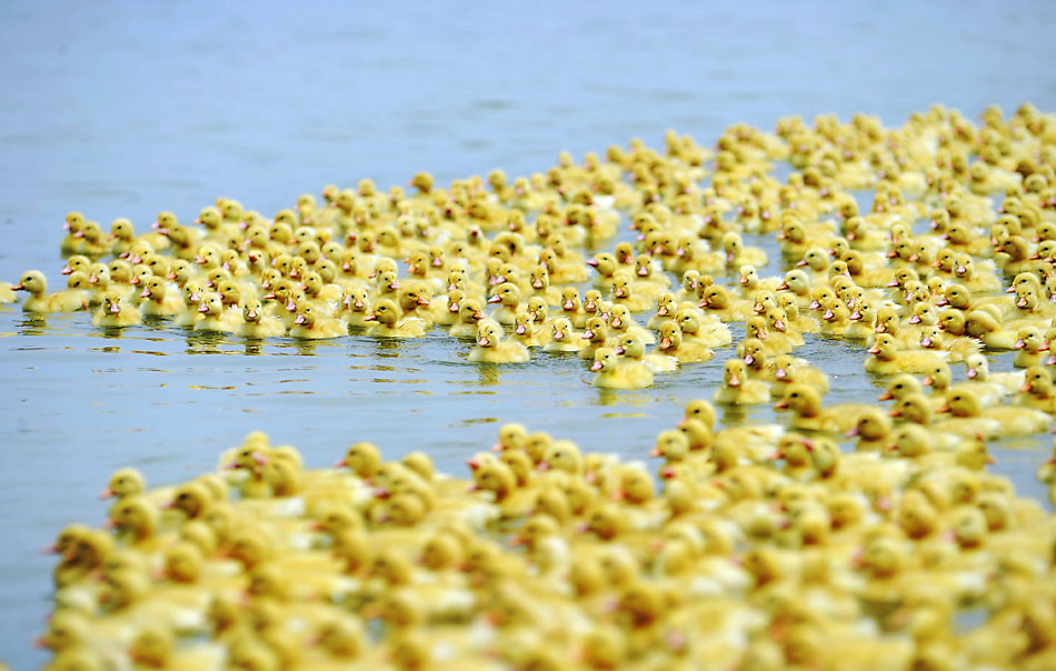 A raft of ducklings swims in a pool in a poultry breeding firm, southeast China’s Jiangxi province, June 8, 2013. The poultry industry in Jiangxi regains vitality after H7N9 bird flu broke out two months ago and the number of new-born ducklings in the firm is gradually returning to the normal level. (Xinhua/Zhao Chunliang)