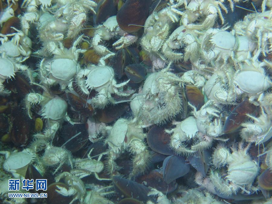 The deep-sea picture which Jiaolong captures on June 17, 2013. (Photo/Xinhua)