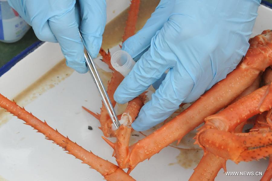 A researcher takes samples from spider crab captured in the cold vents of south China sea, south China by China's manned deep-sea submersible Jiaolong, June 19, 2013. Jiaolong finished the first diving operation for its first voyage of experimental application in the South China Sea on Monday, a large amount of images were captured during its maiden voyage. Qiu Jianwen, a professor from Hong Kong Baptist University, obtained deep-sea samples in the cold vents of the South China Sea during a dive conducted on Wednesday.(Xinhua/Zhang Xudong)