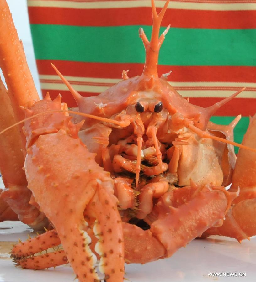 Photo taken on June 19, 2013 by China's manned deep-sea submersible Jiaolong shows spider crab captured in the cold vents of south China sea, south China. Jiaolong finished the first diving operation for its first voyage of experimental application in the South China Sea on Monday, a large amount of images were captured during its maiden voyage. Qiu Jianwen, a professor from Hong Kong Baptist University, obtained deep-sea samples in the cold vents of the South China Sea during a dive conducted on Wednesday.(Xinhua/Zhang Xudong)