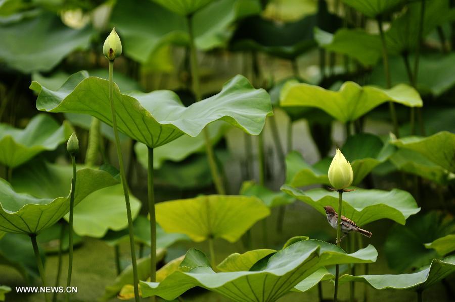 Photo taken on June 20, 2013 shows the lotus and lotus leaves in the Lianhu lake park in Xi'an, capital of northwest China's Shaanxi Province. (Xinhua/Liu Xiao) 