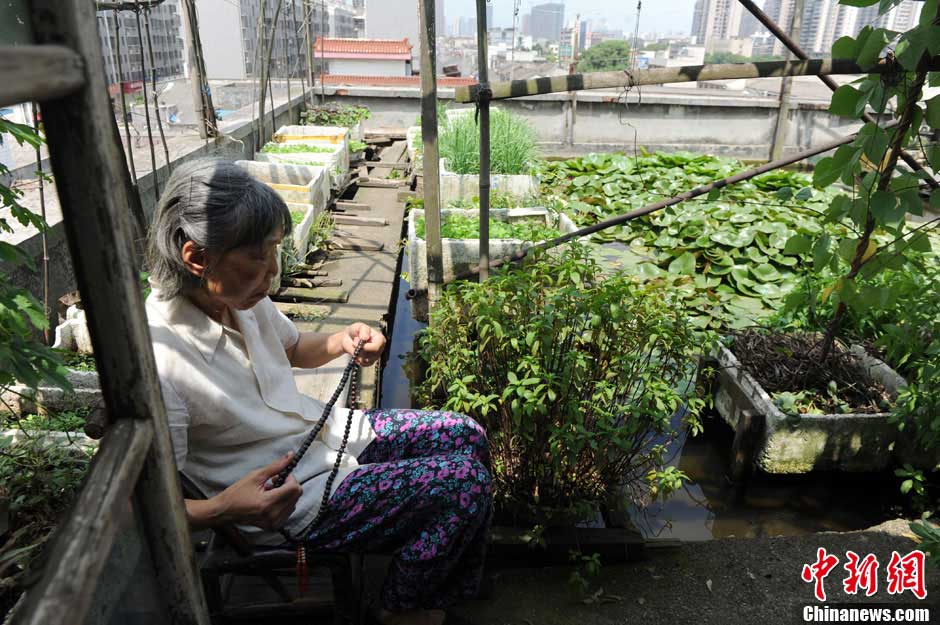 In Changsha, 70-year-old Ms. Wang rests in her own "hanging garden", June 19, 2013. (CNS/Yang Huafeng)